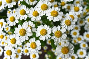 Read more about the article Chamomile Plant Uses, Benefits, and Side Effects