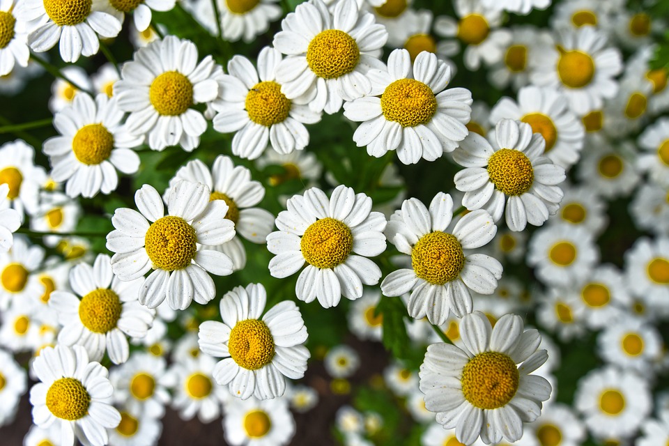 You are currently viewing Chamomile Plant Uses, Benefits, and Side Effects