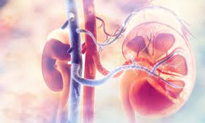 Read more about the article Kidney Health: आपकी किडनी को सीधा नुकसान पहुंचाती हैं ये 5 चीजें
