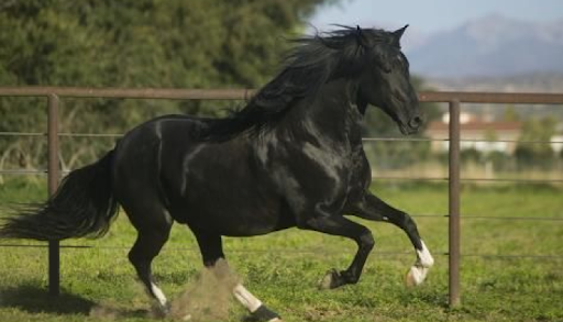 Read more about the article Gaited horse: What does it mean? Breeds of Gaited horses