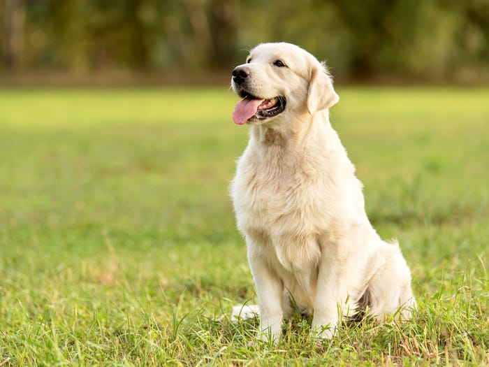 Read more about the article Cost factors for pet insurance