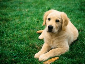 Read more about the article The 5 Best Pet Insurance Plans for Dogs and Puppies