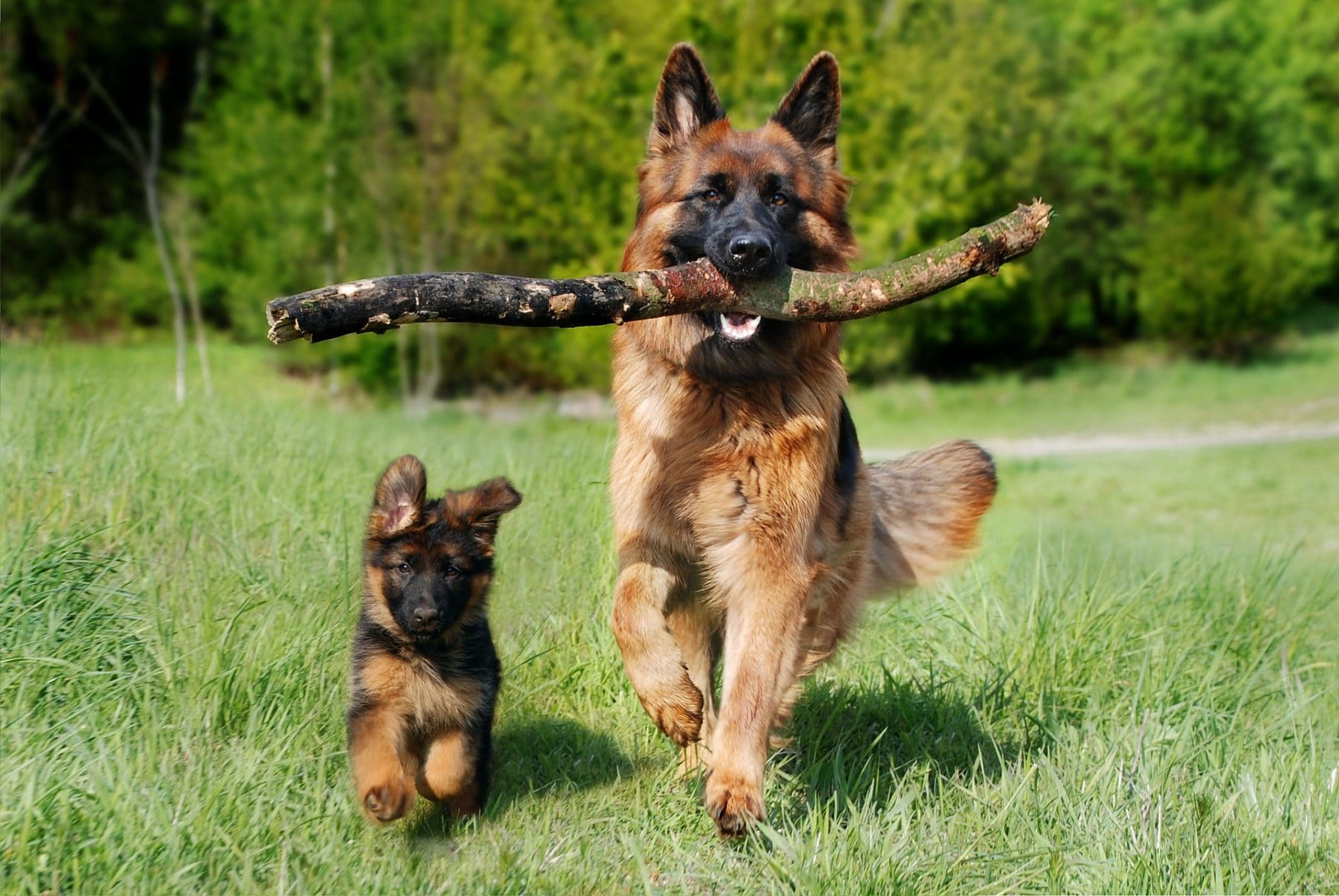 Read more about the article The Complete Guide to German Shepherd Grooming