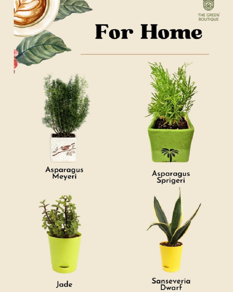 Read more about the article Easy-to-care plants for your office space