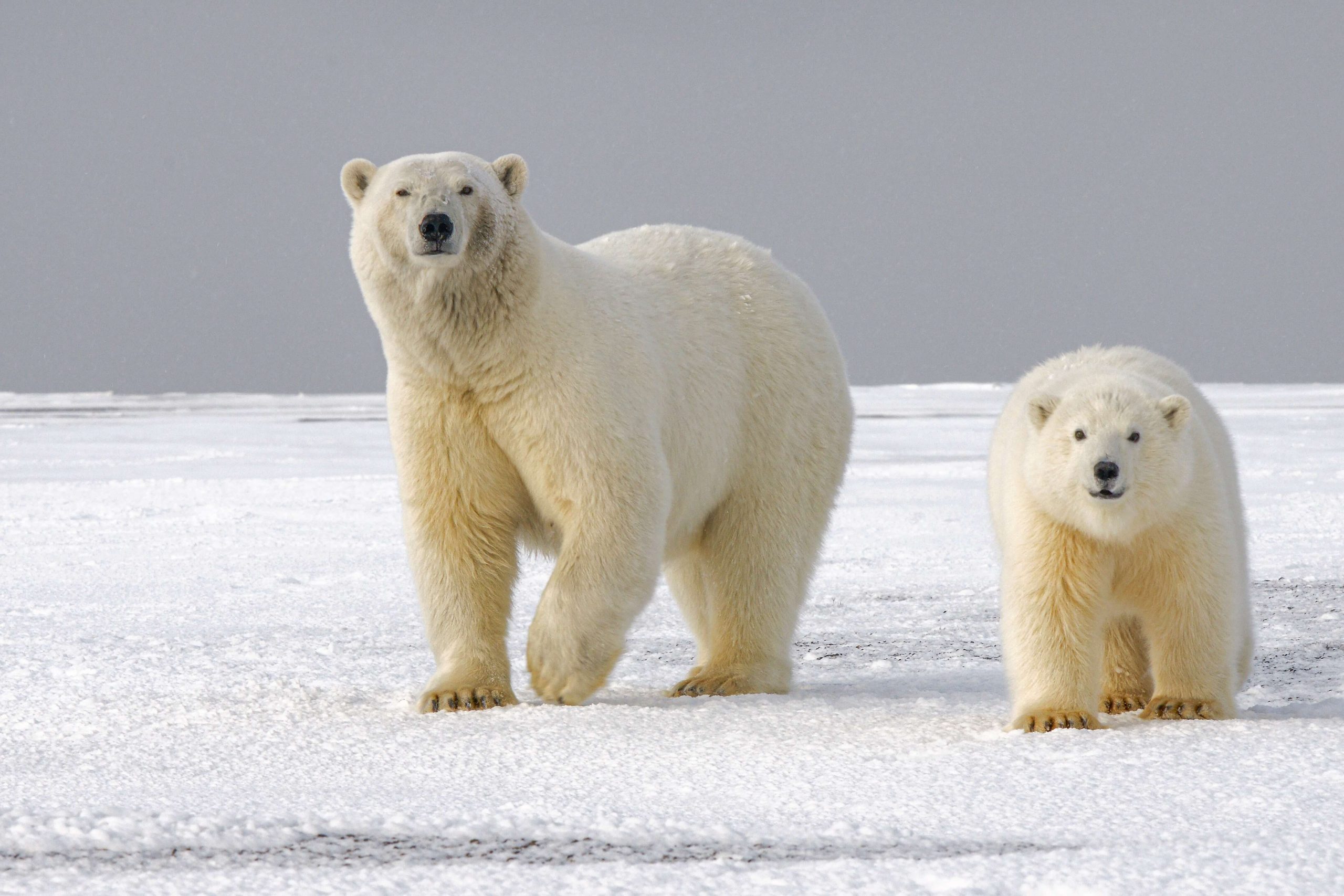 Read more about the article Retreating ice leaves Canada’s polar bears at rising gamble
