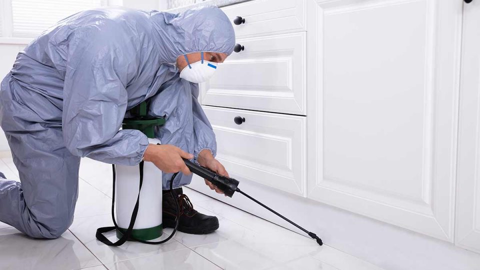 Read more about the article Top 10 Signs You Need Pest Control in the Bay Area